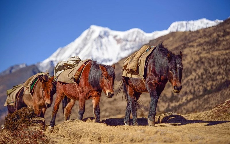 Trekking in Bhutan